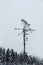 Tall bare dead tree in spruce forest