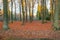 Tall bare stemmed trees amid a carpet of fallen leaves