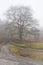 Tall bare tree in the mist at Black Rock park in Cromford, Derbyshire