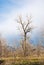 Tall Bare Tree in Sunlight