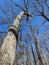 Tall Bare Tree in Winter in March