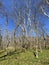 Tall Bare Trees, Wildflowers and Blue Sky in the Forest in March