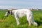 Tall barsoi standing on a meadow