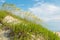 Tall Beach Grass on Coquina Beach at Nags Head