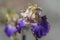 Tall Bearded Iris Amigos Guitar flower head