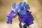 Tall Bearded Iris Best Bet