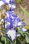 Tall bearded iris Blue Staccato