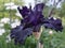 Tall Bearded Iris `Fade to Black` on a cloudy day