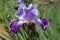 Tall bearded iris flower, Telepathy, in a spring garden