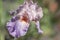 Tall Bearded Iris Heather Blush close up