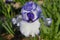 Tall bearded iris, Patriotic Heart