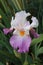 Tall Bearded Iris. Raindrops on a Tall Bearded Iris flower.