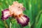 Tall bearded Iris Secret Melody with apricot standards apricot falls,