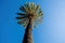 Tall beautiful palm tree against blue sky.