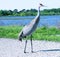 Tall and beautiful Sandhill Crane with a gorgeous background of a large Gator Pond.