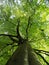 Tall beech tree in spring