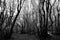 Tall beech trees in Canfaito forest Marche, Italy