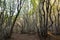 Tall beech trees in Canfaito forest Marche, Italy in autumn