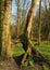 Tall beech trees with joined exposed twisted roots in a grass covered forest clearing in bright early spring sunlight