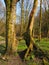 Tall beech trees with joined exposed twisted roots in a grass covered forest clearing in bright early spring sunlight