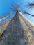 Tall beech in winter