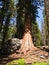 Tall and big sequoias in beautiful
