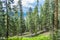 Tall and big sequoias in beautiful sequoia national park