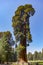 Tall and big sequoias in sequoia national park