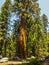 Tall and big sequoias in sequoia national park