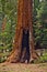 Tall and big sequoias in sequoia national park