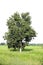 Tall big tree stand alone in green grass field