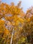 Tall birch and aspen trees in autumn season