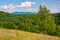 Tall birch tree on grassy hillside in mountains