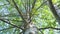 Tall birch tree trunk with green lush foliage against blue sky