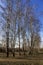 Tall birch trees - early spring in the park