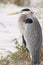 Tall bird standing on beach.