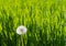 Tall blades of green grass in golden warm evening light with one white dandelion