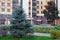 Tall blue fir tree, Picea Pungens or Colorado Blue Spruce, on ornamental lawn in front of large residential building.