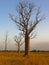 A Tall Boabab Tree On A Grassy Plain