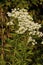 Tall Boneset  704484