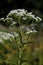 Tall Boneset  823250