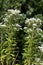 Tall Boneset  823303