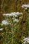 Tall Boneset  823341