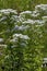 Tall Boneset  823345