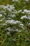 Tall Boneset  823346