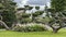 Tall bonsai trees and a garden of tulips and other ornamental flowers, surrounded by a mowed lawn, on a cloudy end of day