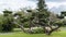 Tall bonsai trees and a garden of tulips and other ornamental flowers, surrounded by a mowed lawn, on a cloudy end of day