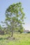 Tall Breadfruit Tree