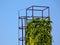 Tall brick chimney top detail covered with bright green ivy.