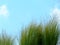 Tall and bright green Mexican Feather Grass abstract with blue sky.
